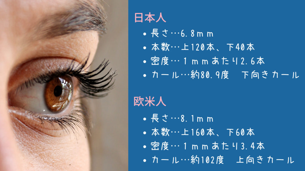 まつげの毛周期 日本人と欧米人のまつげの違いを比較 マツガク
